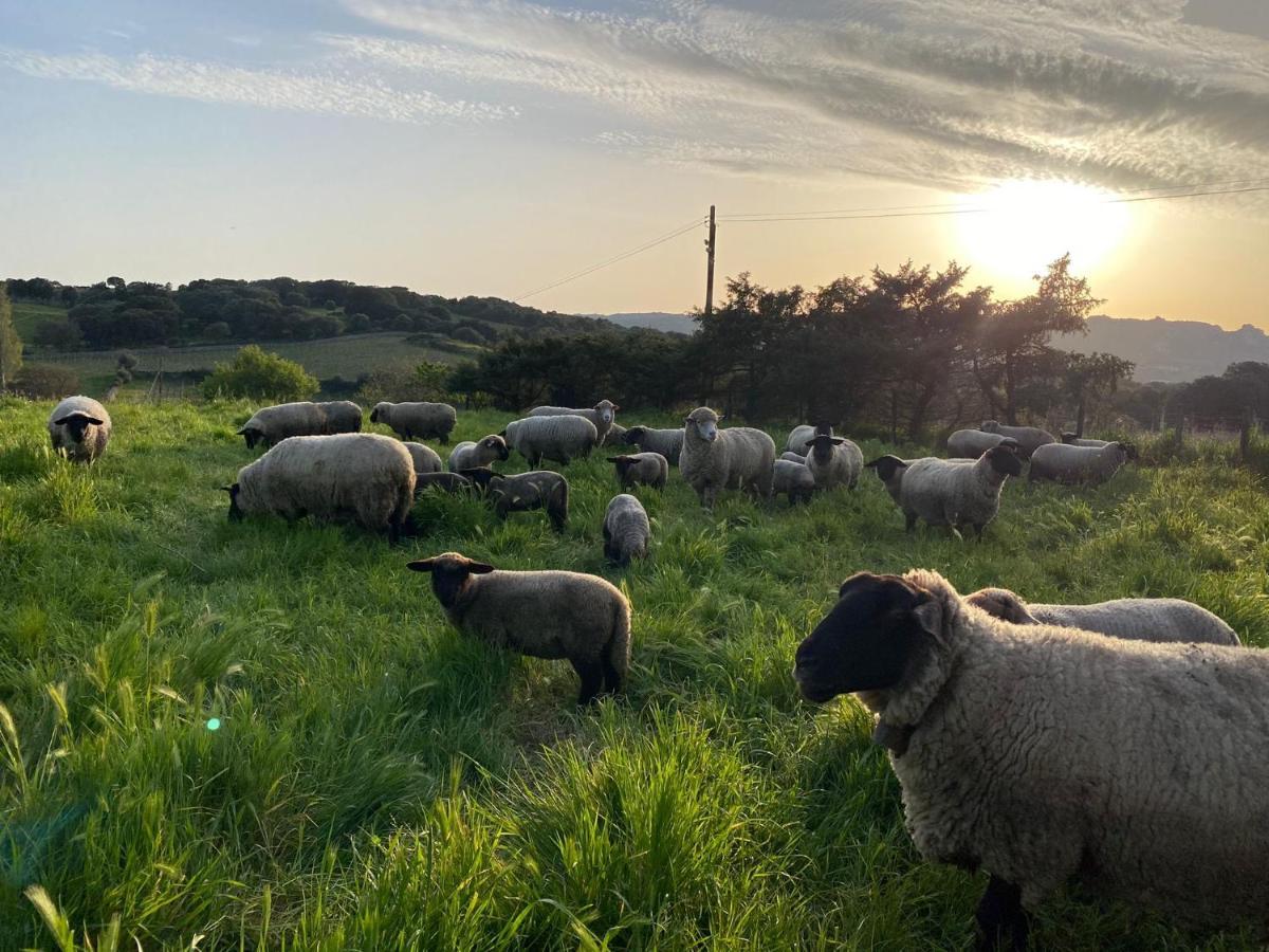 Agriturismo Lu Branu アルツァケーナ エクステリア 写真