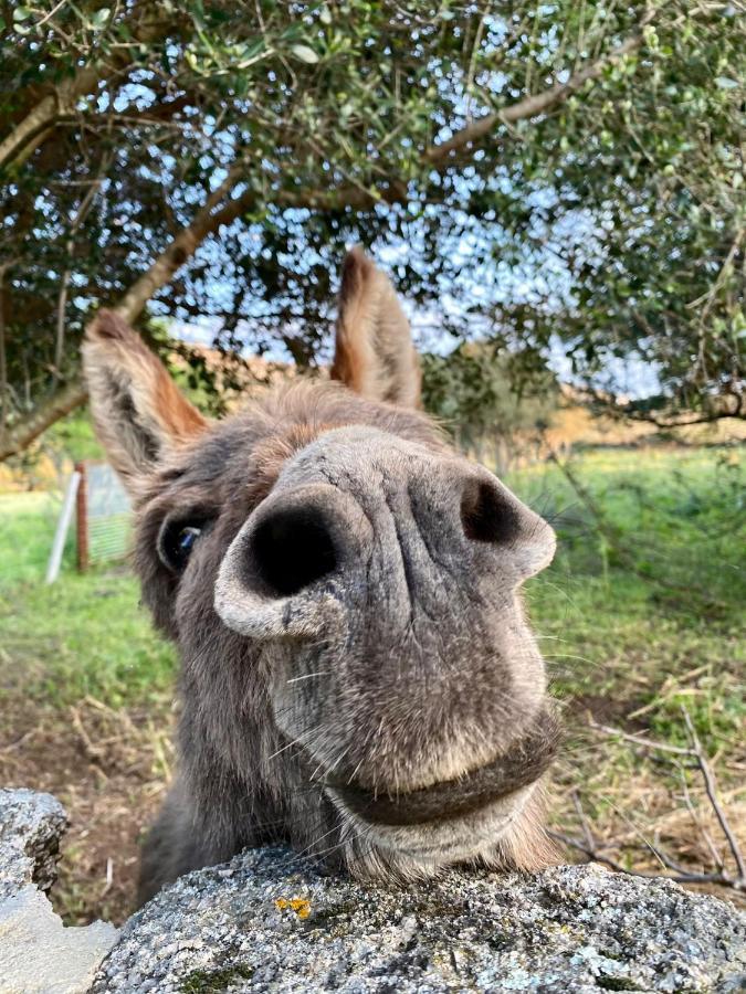 Agriturismo Lu Branu アルツァケーナ エクステリア 写真