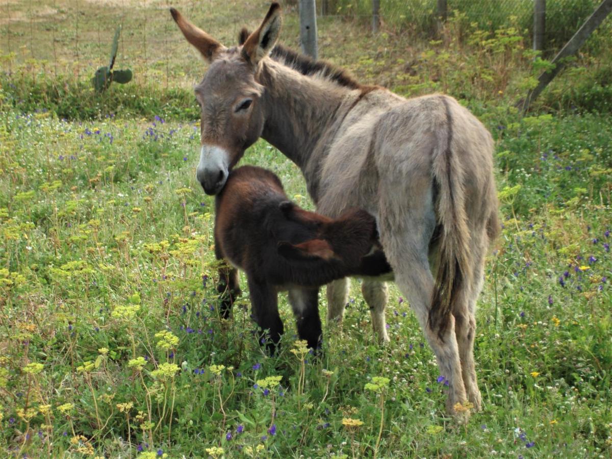 Agriturismo Lu Branu アルツァケーナ エクステリア 写真