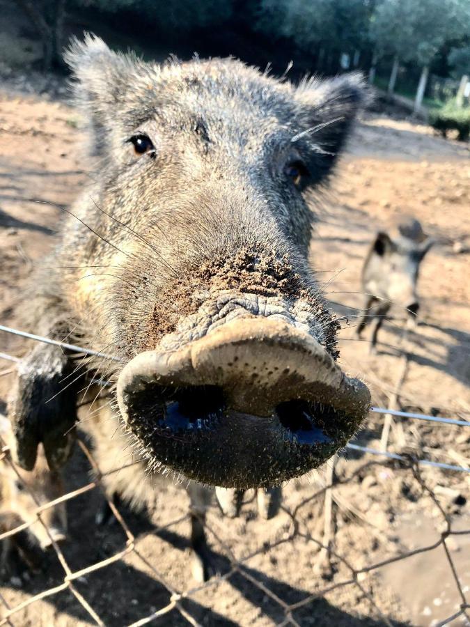 Agriturismo Lu Branu アルツァケーナ エクステリア 写真