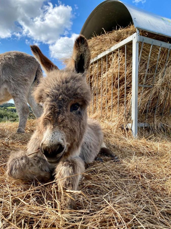Agriturismo Lu Branu アルツァケーナ エクステリア 写真