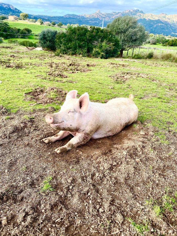 Agriturismo Lu Branu アルツァケーナ エクステリア 写真
