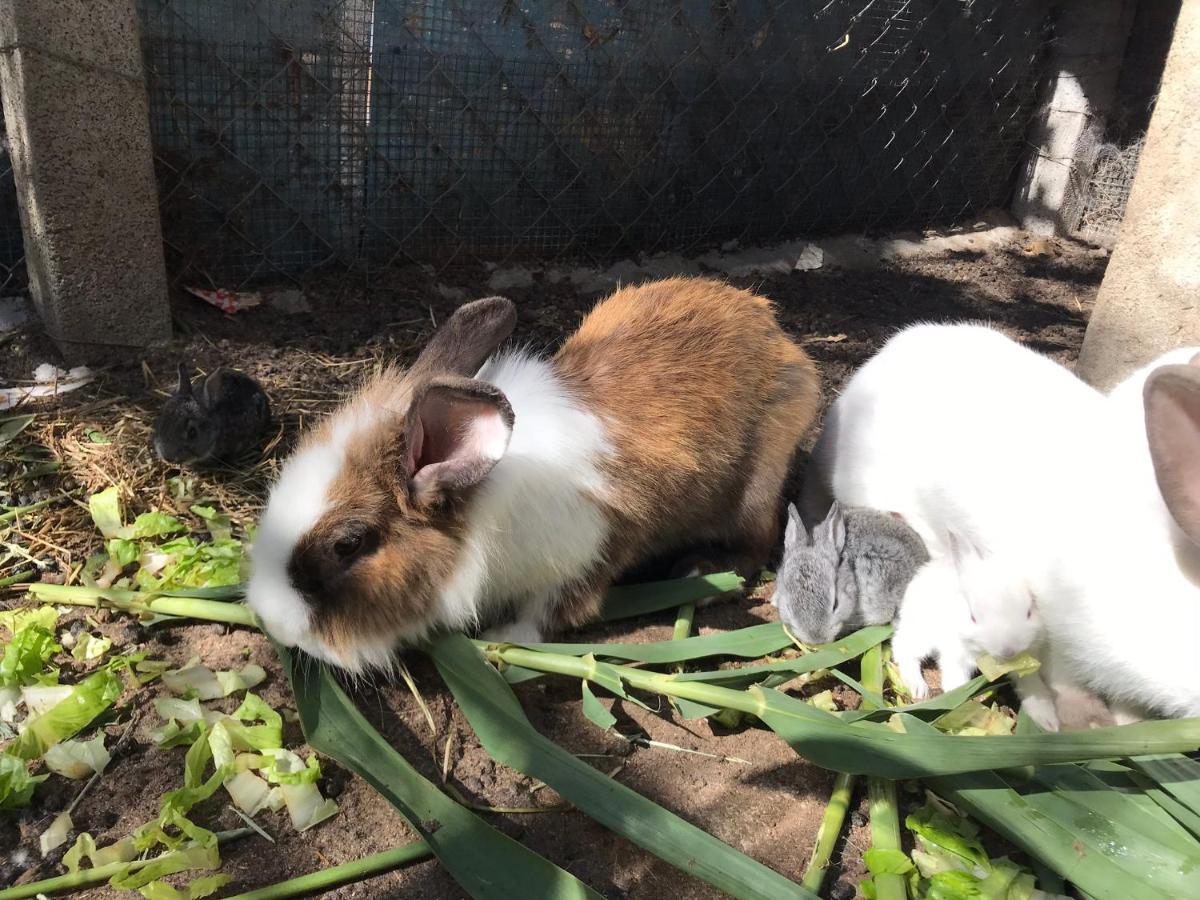 Agriturismo Lu Branu アルツァケーナ エクステリア 写真